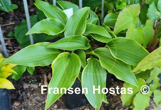 Hosta Kifukurin Ubatake